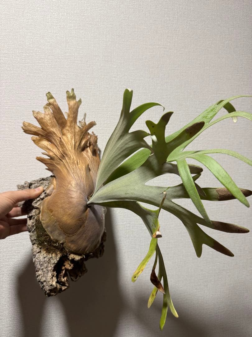 ビカクシダ　P. willinckii 'Kaika' カイカ