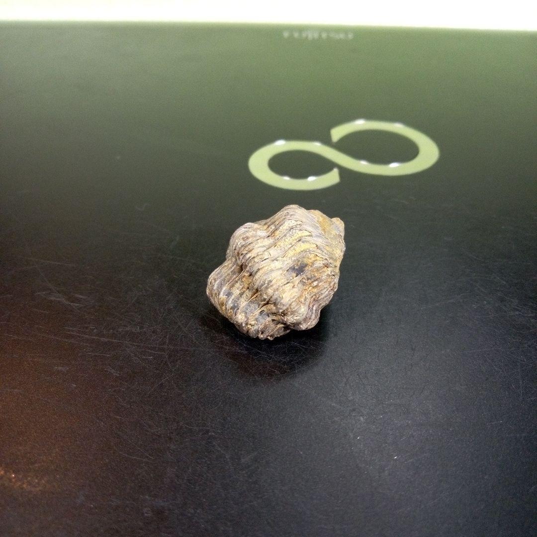 三葉虫　化石　fossil　ボリビア産　trilobite　ノジュール管理⑩