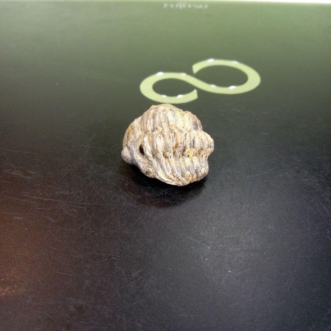 三葉虫　化石　fossil　ボリビア産　trilobite　ノジュール管理⑩