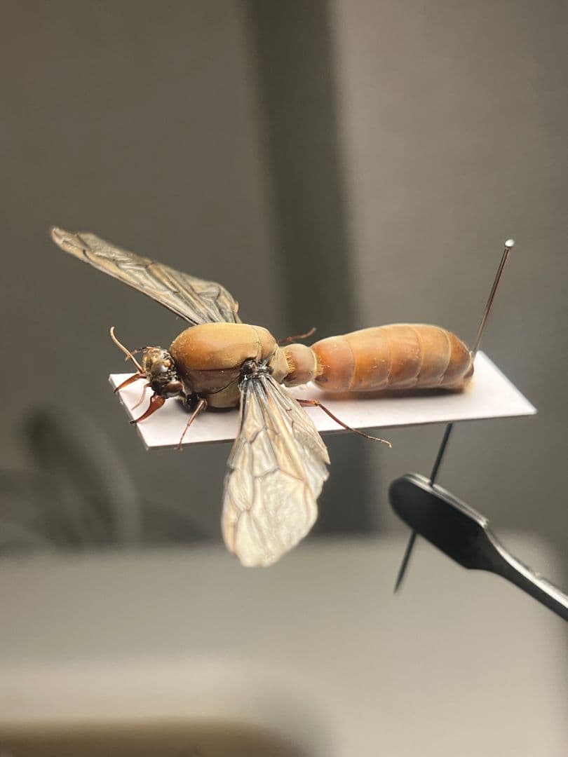 【開翅標本】サスライアリの一種 ドライバーアリ Dorylus fulvカマキリ