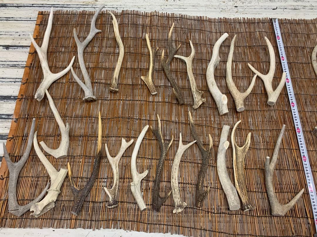 10.4kg 鹿の角　エゾシカ　角 端材　アクセサリー　パーツ素材