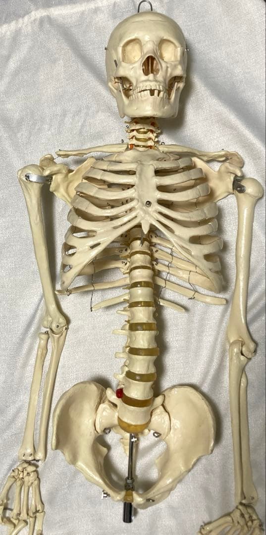 人体骨格模型 等身大