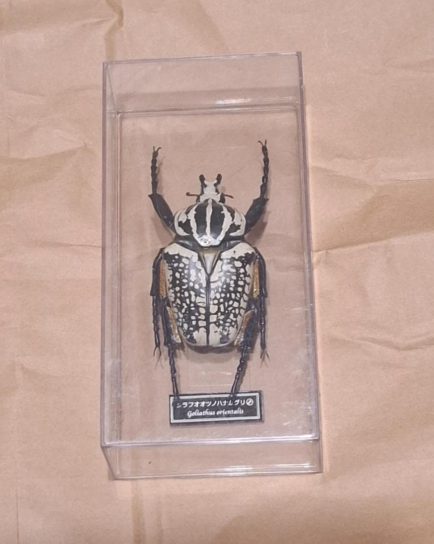 シラフオオツノハナムグリ　レプリカ標本