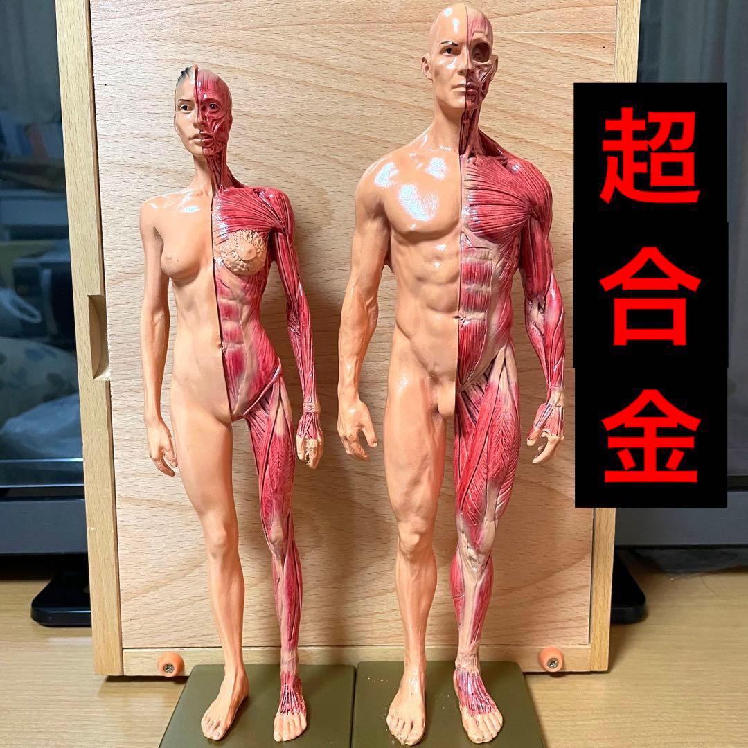 人体模型 超合金 男女セット