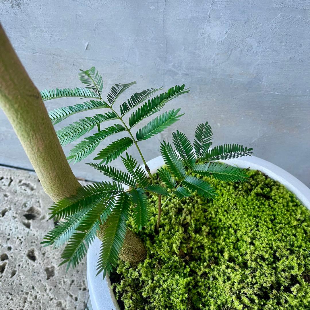 美形　大型　エバーフレッシュ　S字仕立て　天然苔　バルーン陶器鉢　植え込み発送
