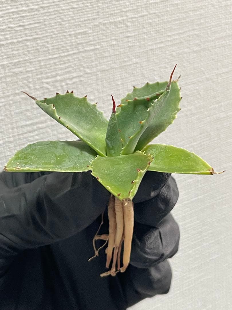 ジェレミー産 アガベ ネバデンシス×（パラサナ×イシスメンシス） ハイブリッド