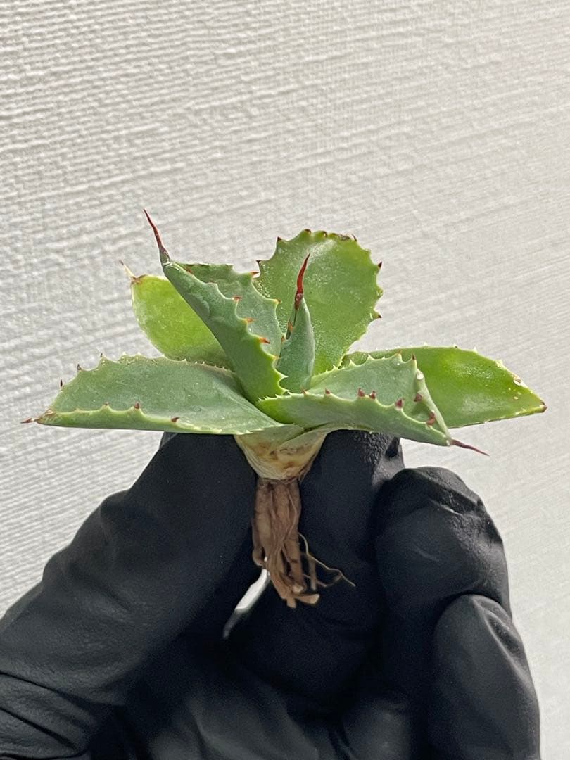 ジェレミー産 アガベ ネバデンシス×（パラサナ×イシスメンシス） ハイブリッド