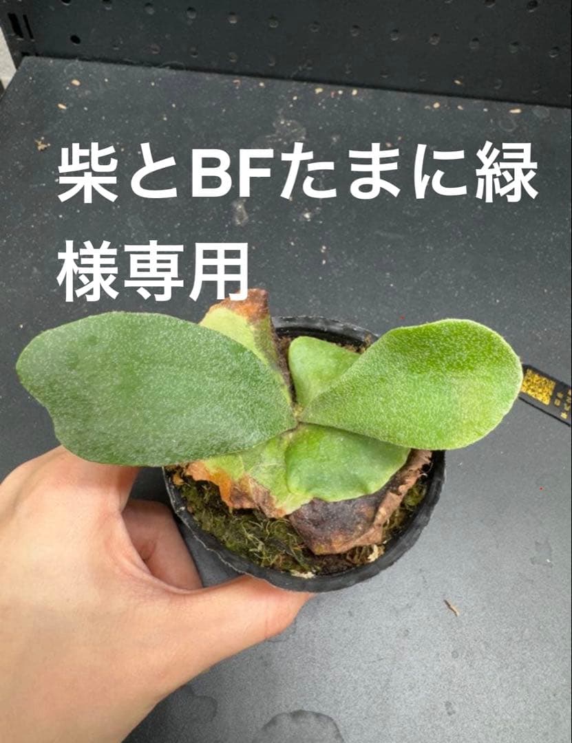 柴とBFたまに緑！