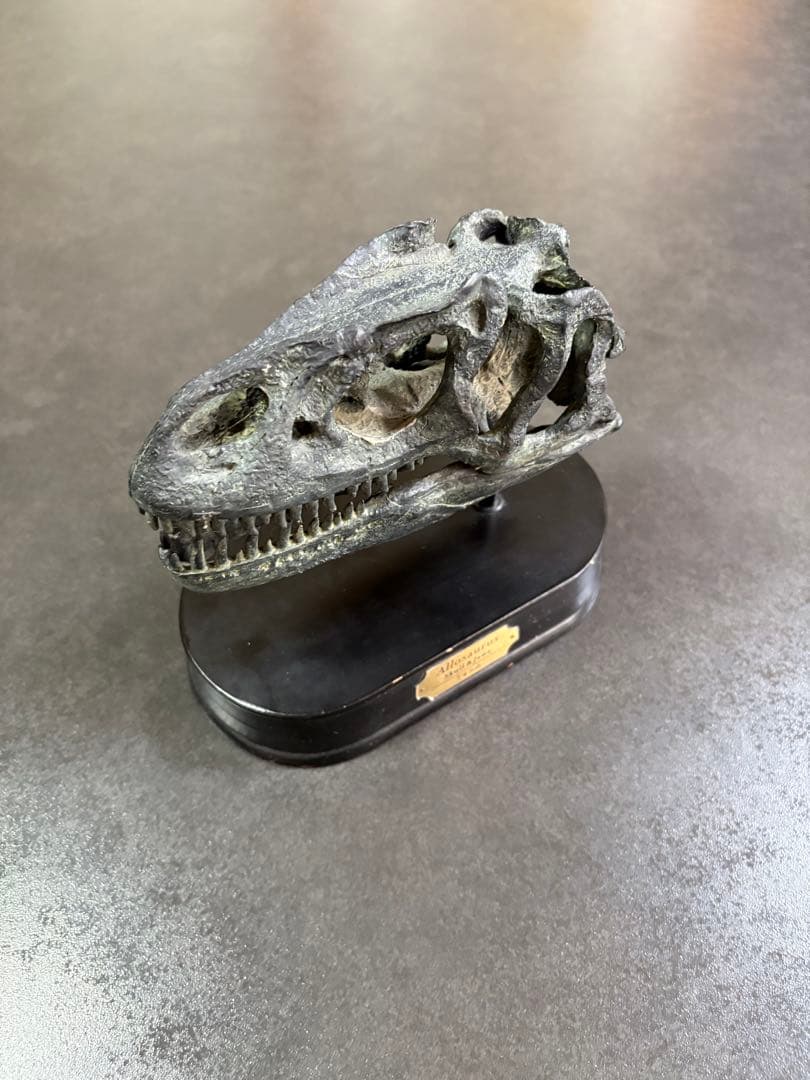 恐竜（アロサウルス）の頭部模型 黒色台座付き