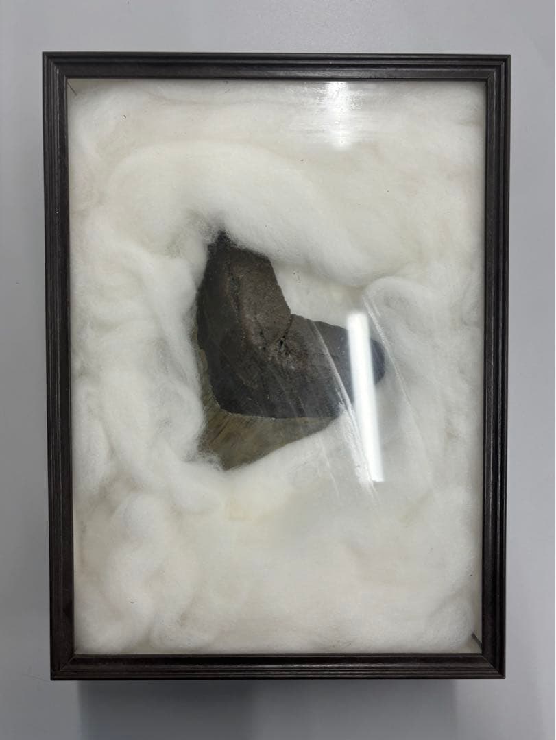 メガドロン　化石の歯 フレーム入り