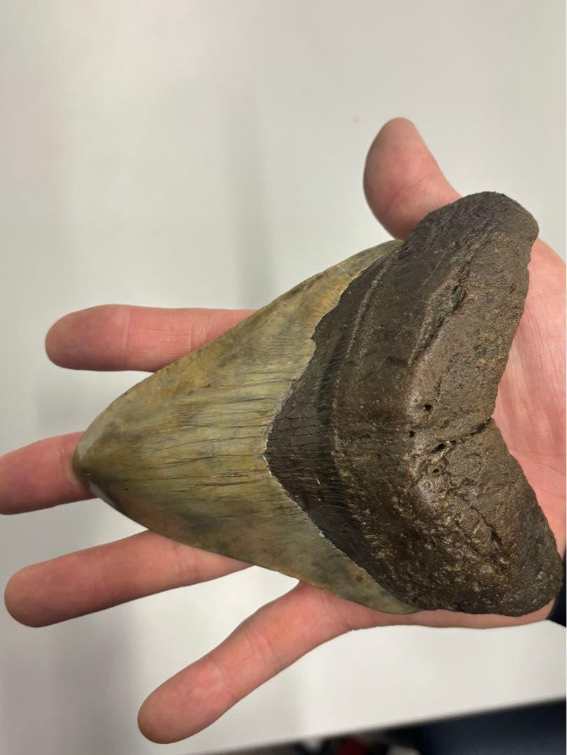 メガドロン　化石の歯 フレーム入り