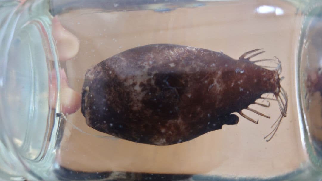 【激レア】ミツクリエナガチョウチンアンコウ♀ ホルマリン標本