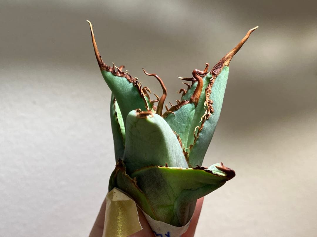 K*i様 【初売りオークション】71 REZA産　特選　長棘　アガベ　TARAN