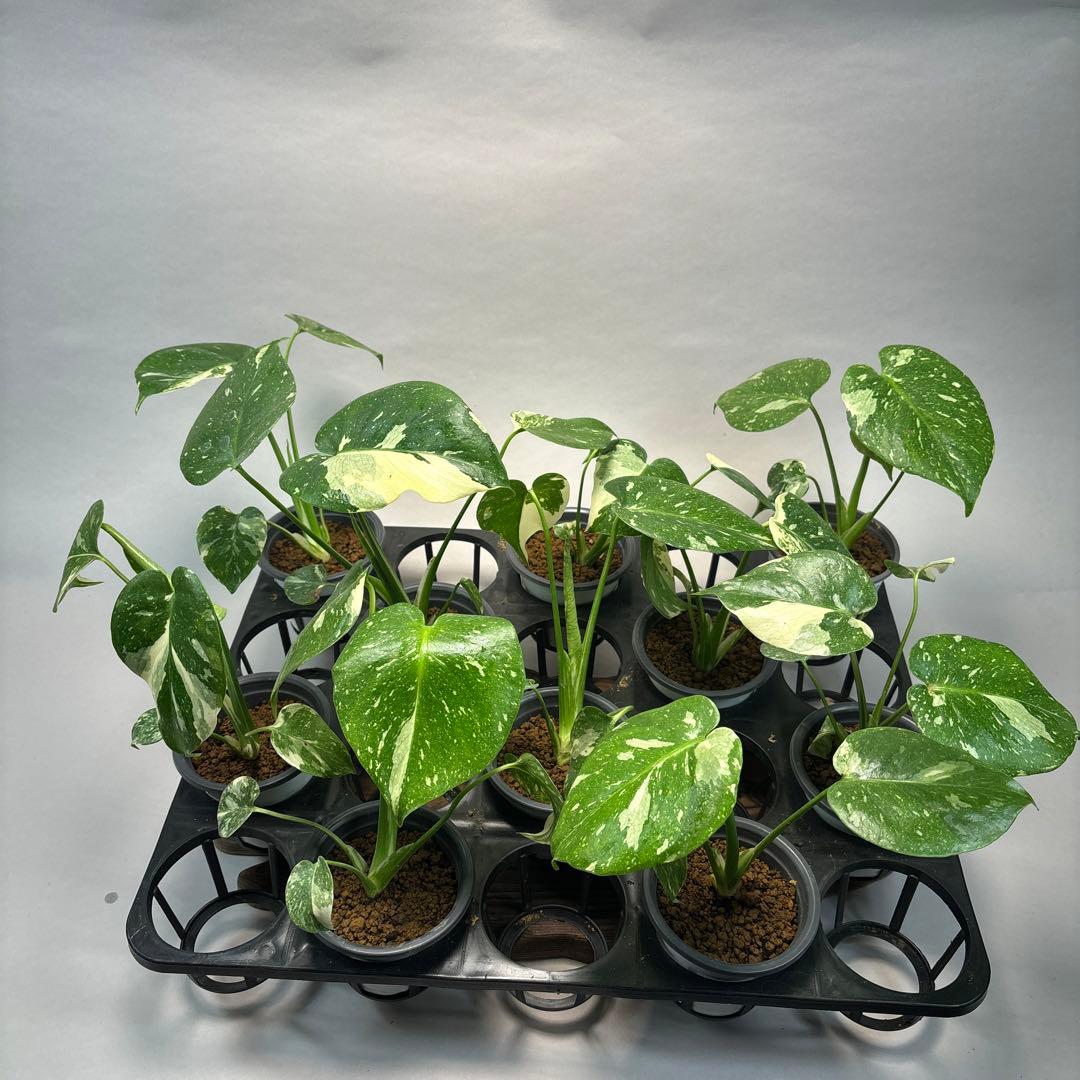 K*様 10株セットms05【特別選抜】モンステラ・タイコンステレーション 斑入