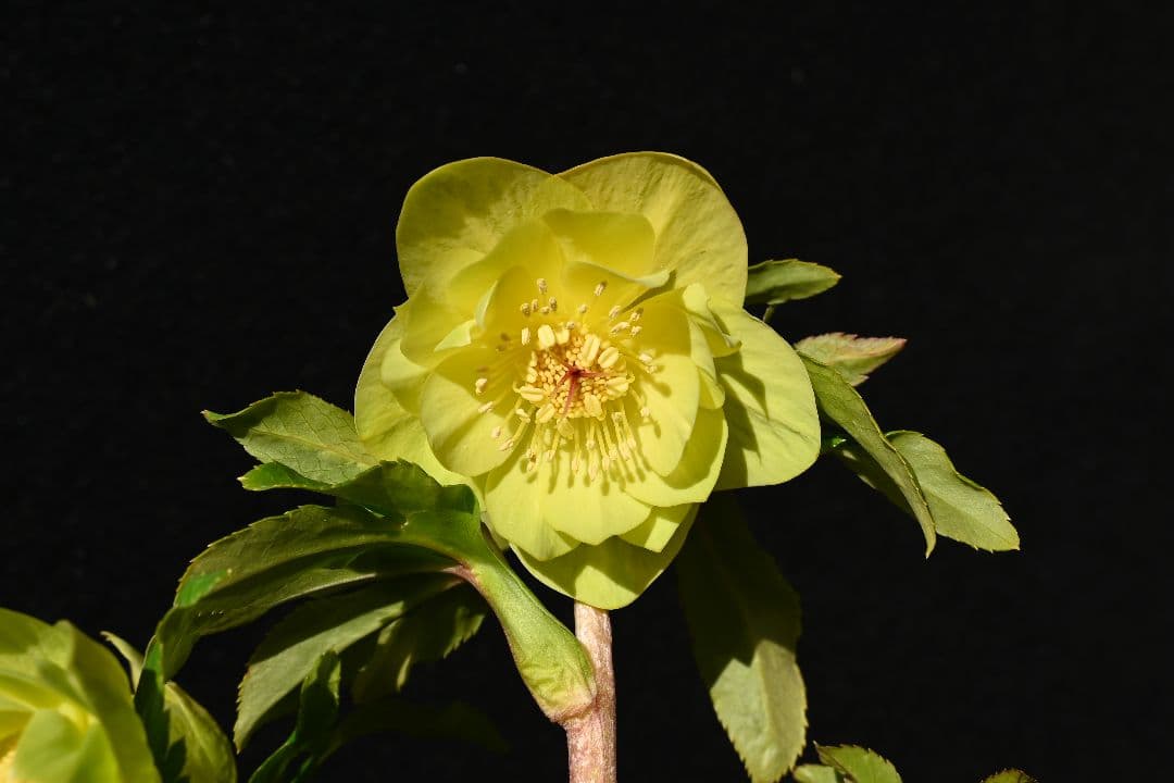 クリスマスローズ　超1級品！認定メロンゴールド　加藤農園