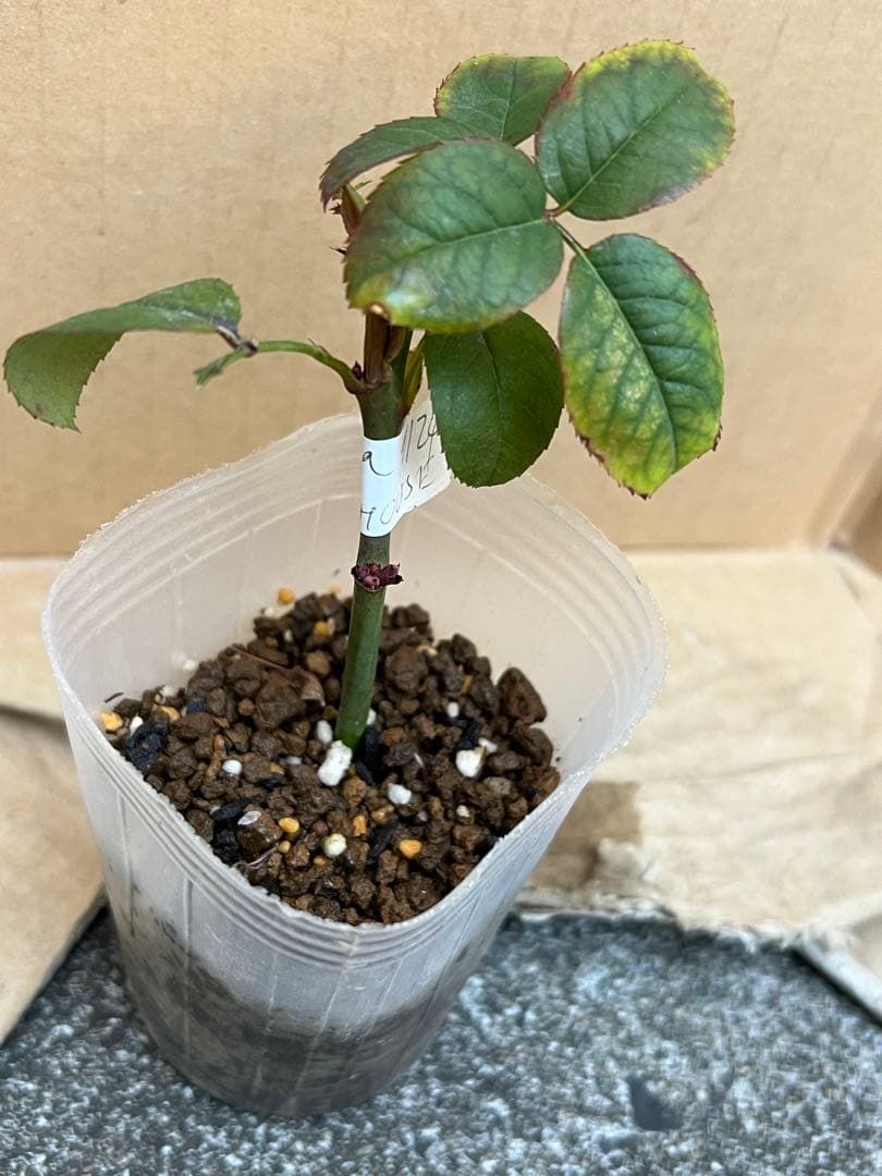 「古澤　蓮」切り花品種バラ苗　レア　4点