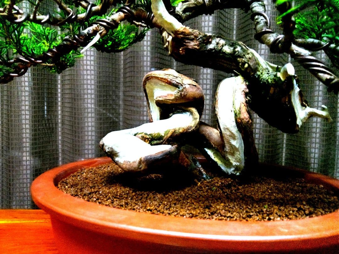 【貴風　糸魚川真柏盆栽】　　　　⭕幹曲一級品❗ ★あきちゃん様…専用★