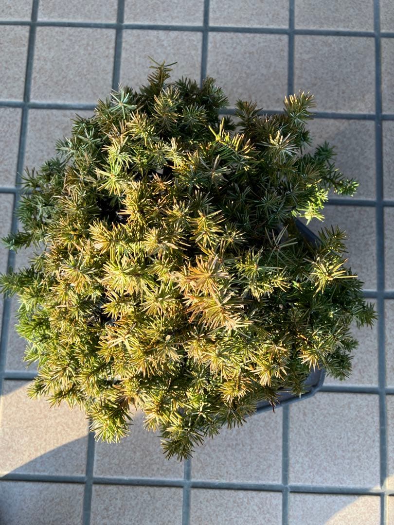 ◉杜松盆栽　究極の逸品　幹の曲と美しい樹形が超魅力！　　大特価！早いもの勝ち