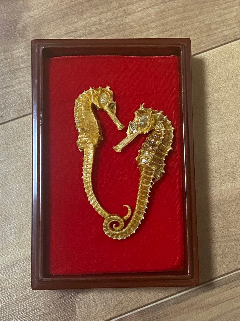 開運 縁起物 タツノオトシゴ 乾燥 標本　2セット 4体