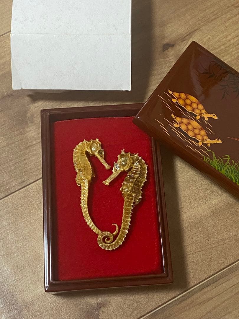 開運 縁起物 タツノオトシゴ 乾燥 標本　2セット 4体