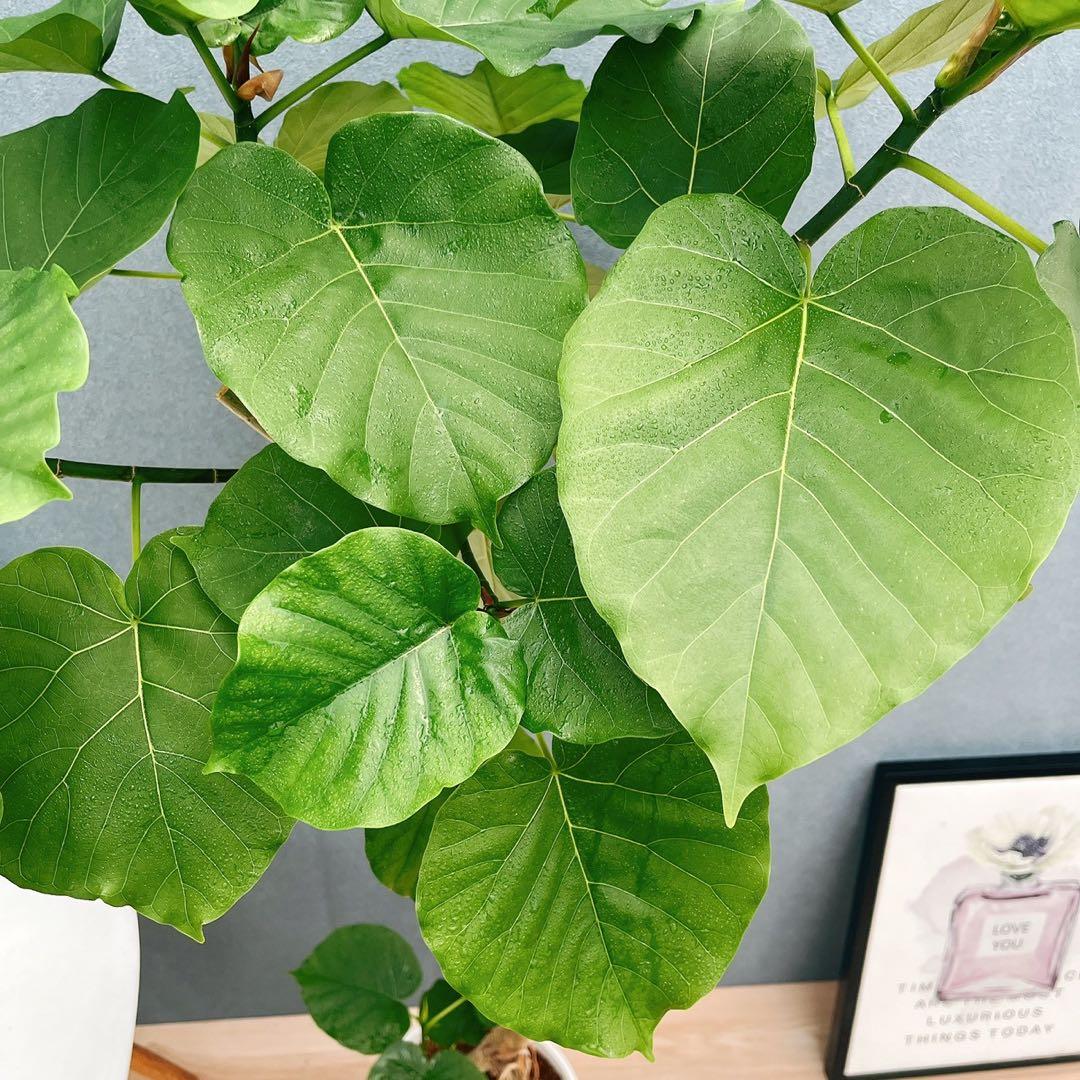 ［現品］A1 フィカスウンベラータ　8号　観葉植物　室内　大型　ゴムの木　人気