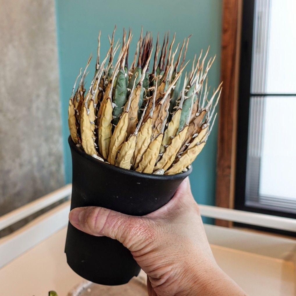 M*1様 お年玉出品！！【発根済・4号サイズ】陽炎ロング棘美株◎エボリスピナ/鉢