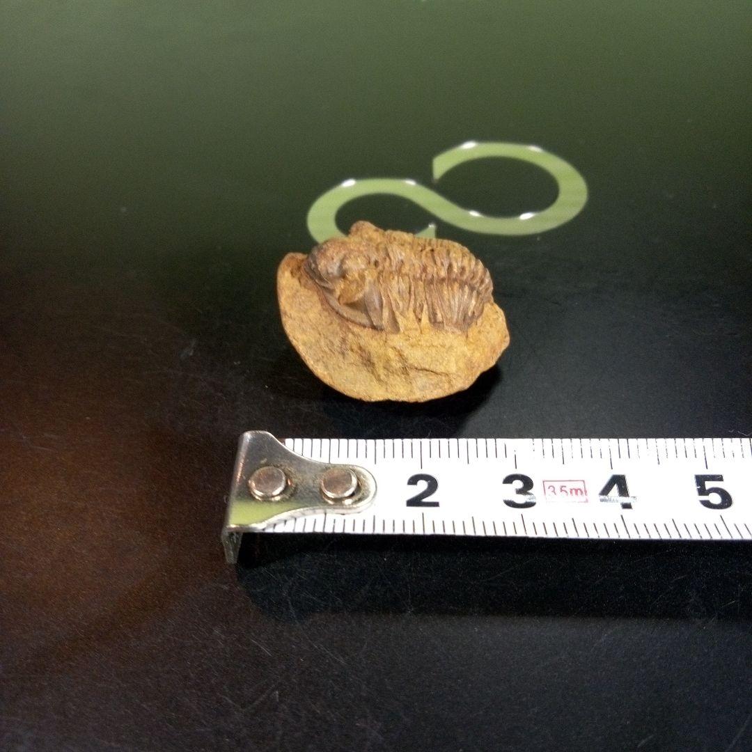 三葉虫　化石　fossil　海　ボリビア産　trilobite　海生動物種別①