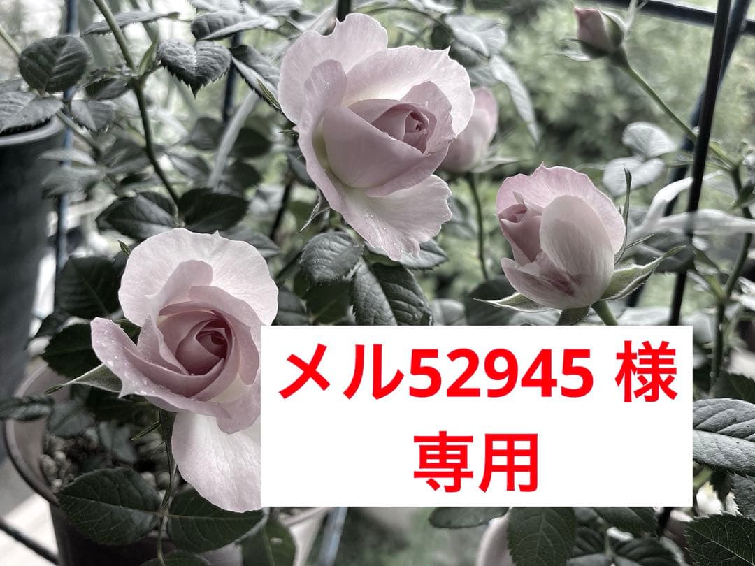 RAJAS クレオパトラアピナールソープ 美容液石鹸 & イオンゴールド3箱