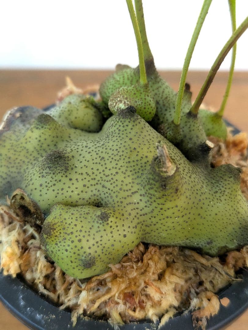 レカノプテリス タツタ アリ植物