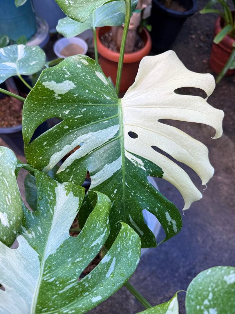 【特大極上苗】モンステラ 斑入り タイコンステレーション クリームブリュレ 2鉢