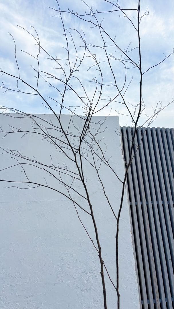 特大。山採りクロモジ3.5M(鉢底から)