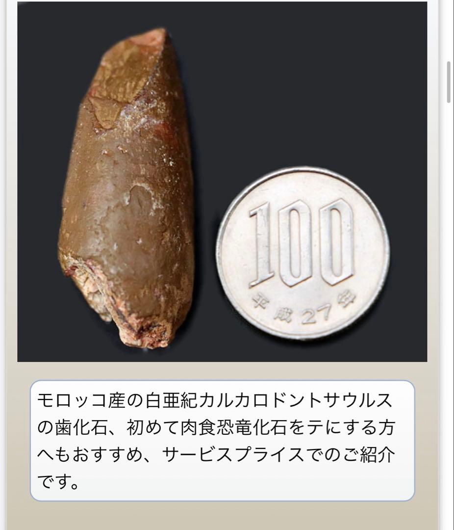 カルカロドントサウルスの歯 化石 約4センチ