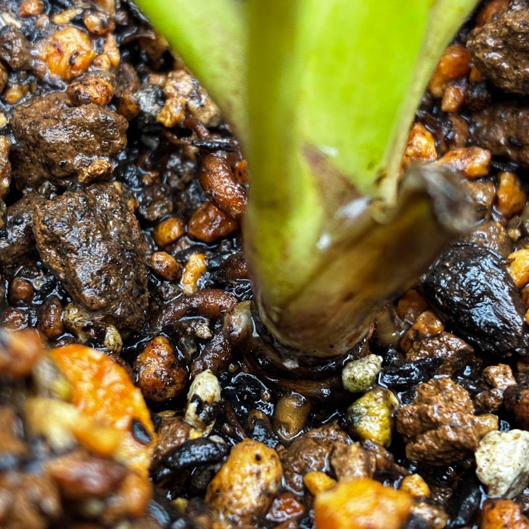 の*ん様 3438☘️花、自筆タグ付☘️⭐️ダーククレオパトラ⭐️超多弁⭐️中輪