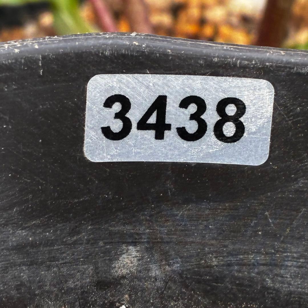 の*ん様 3438☘️花、自筆タグ付☘️⭐️ダーククレオパトラ⭐️超多弁⭐️中輪