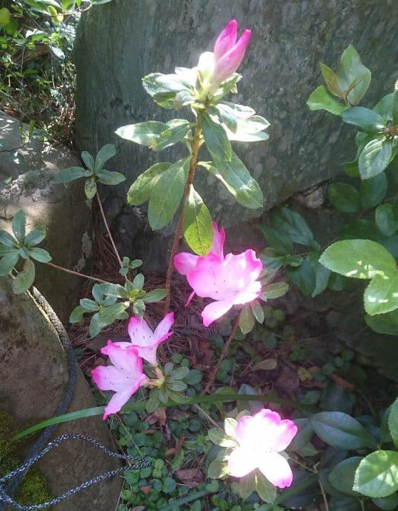 【三島唐津】 時代徳利