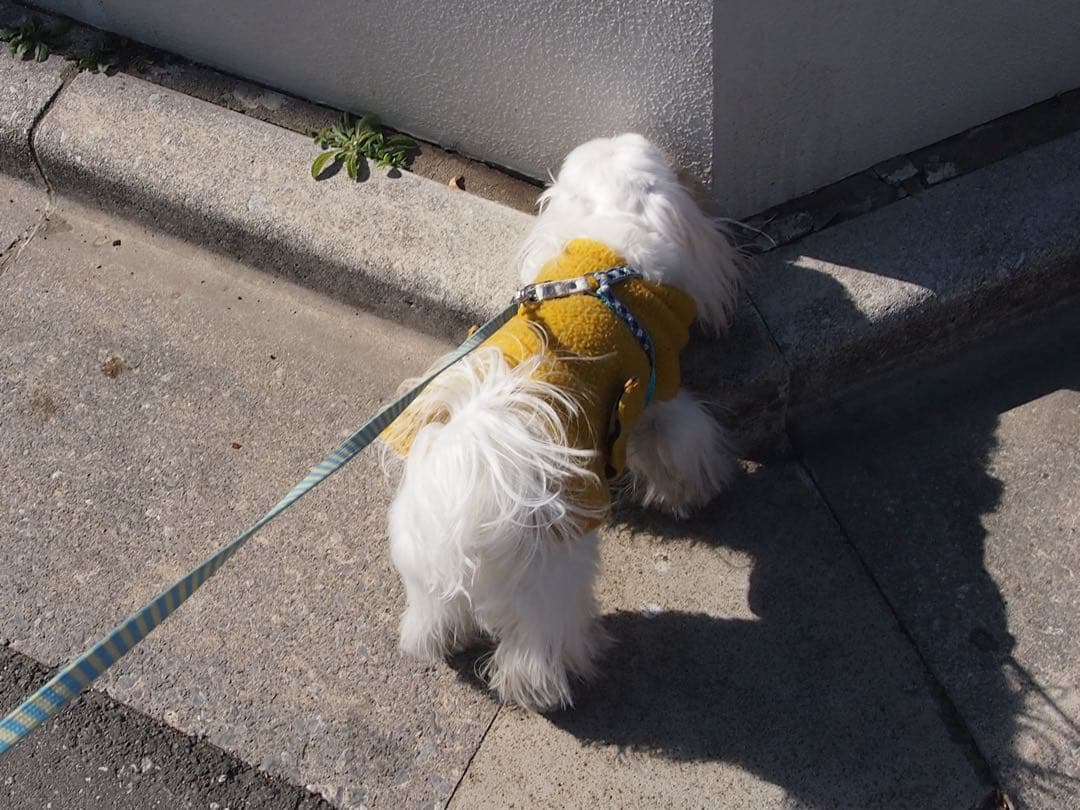 OLYMPUS PEN mini E-PM1 動作確認済 ミラーレス一眼