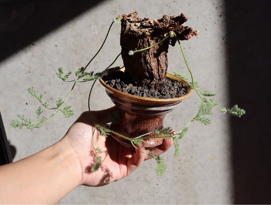 値下げ　現地株　発根済み　ペラルゴニウム　トリステ