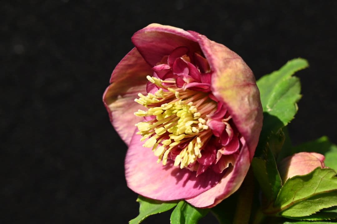 クリスマスローズ　認定毬姫モーリーsd多弁レッド　加藤農園