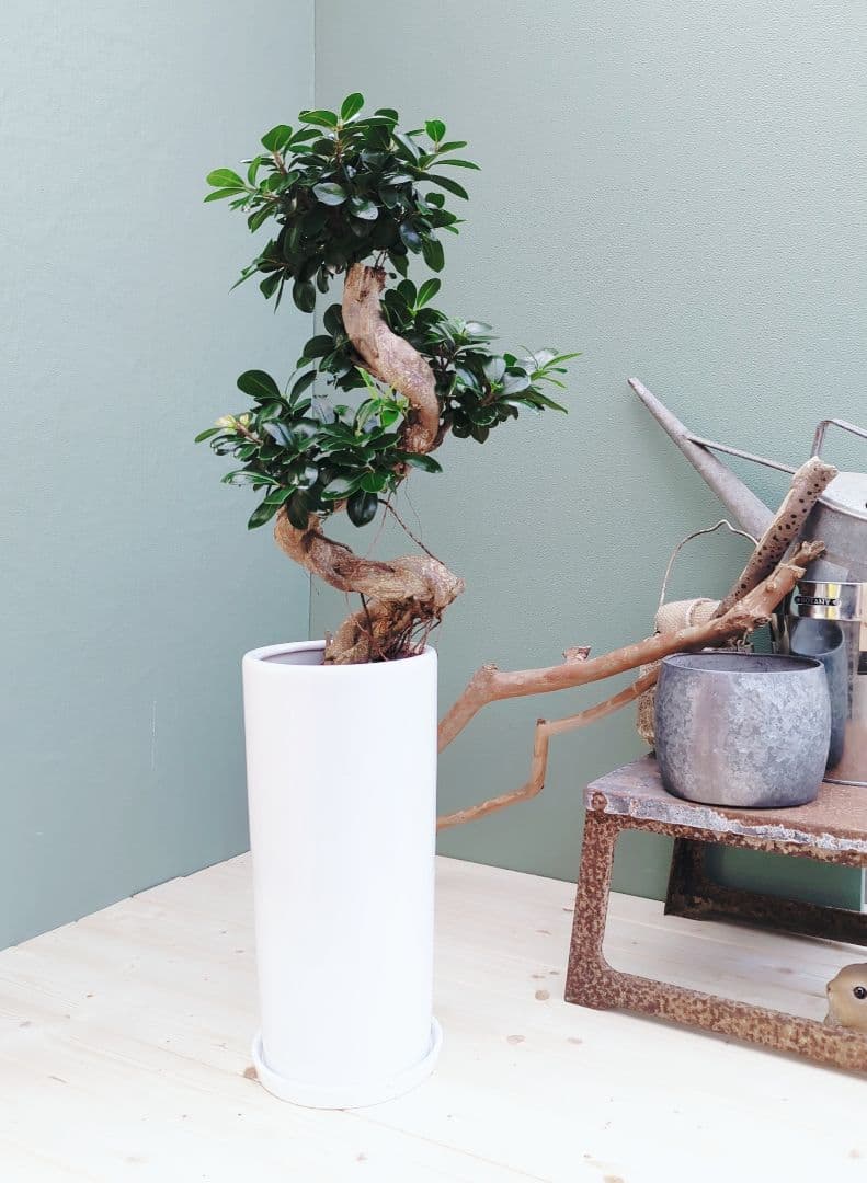 c63amg (現品)昇り龍 曲がり 根上８号