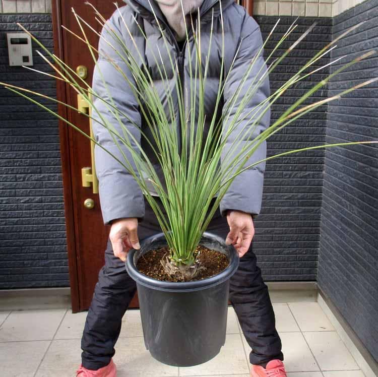 【現品】ダシリリオン・ロンギシマム　9号　E8番