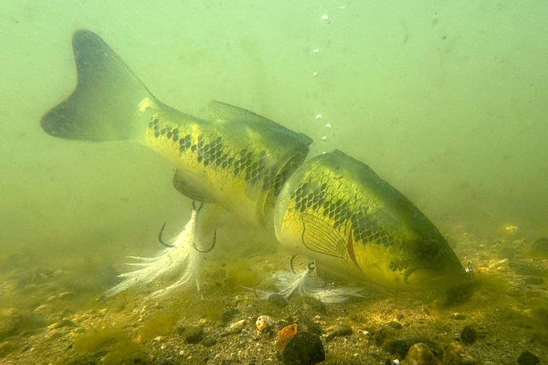 専用トイラージ　deps コードネームバス SS メンバー限定 新品 デプス