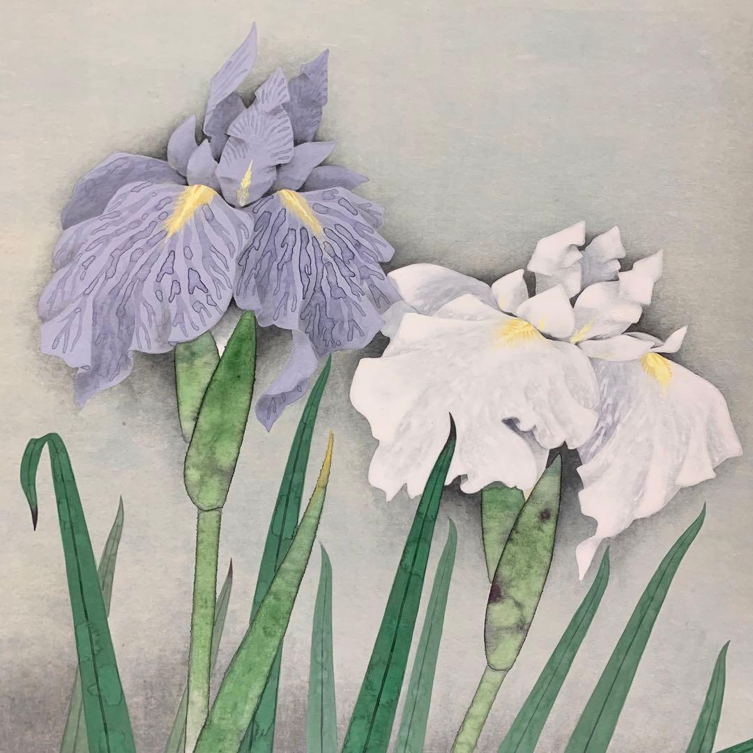 【掛軸】井上清治「菖蒲」共箱 太巻 二重箱仕立て