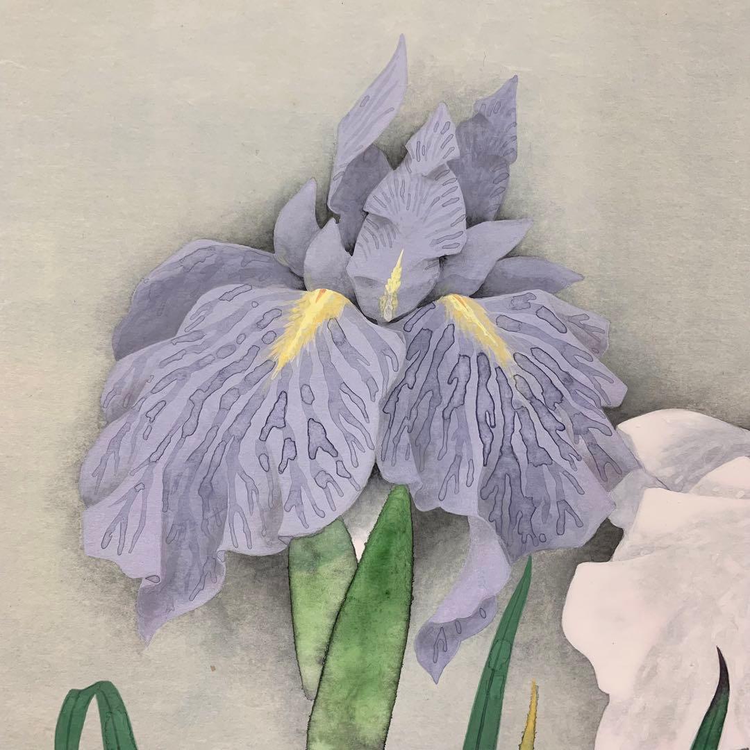 【掛軸】井上清治「菖蒲」共箱 太巻 二重箱仕立て