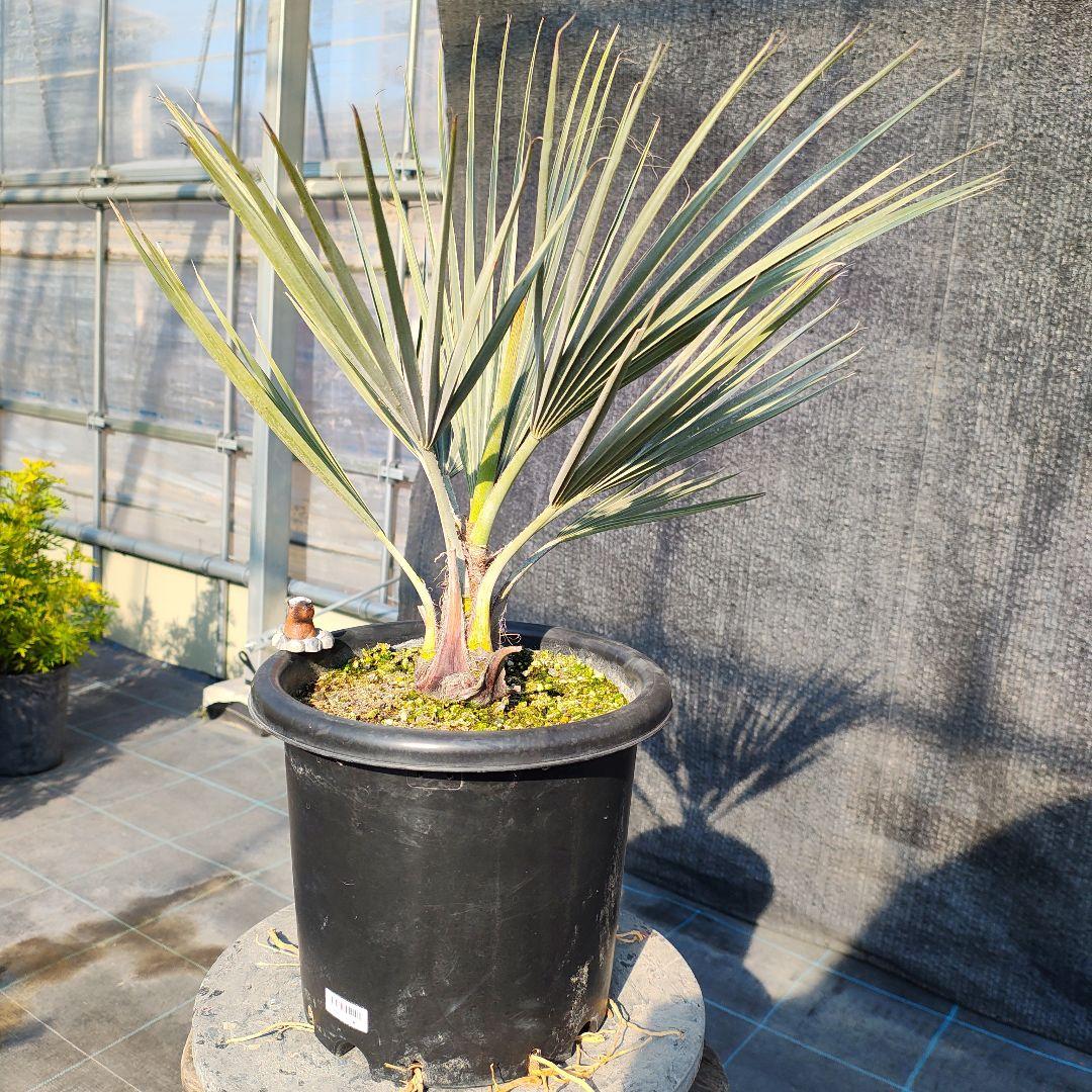 ブラヘア アルマータ