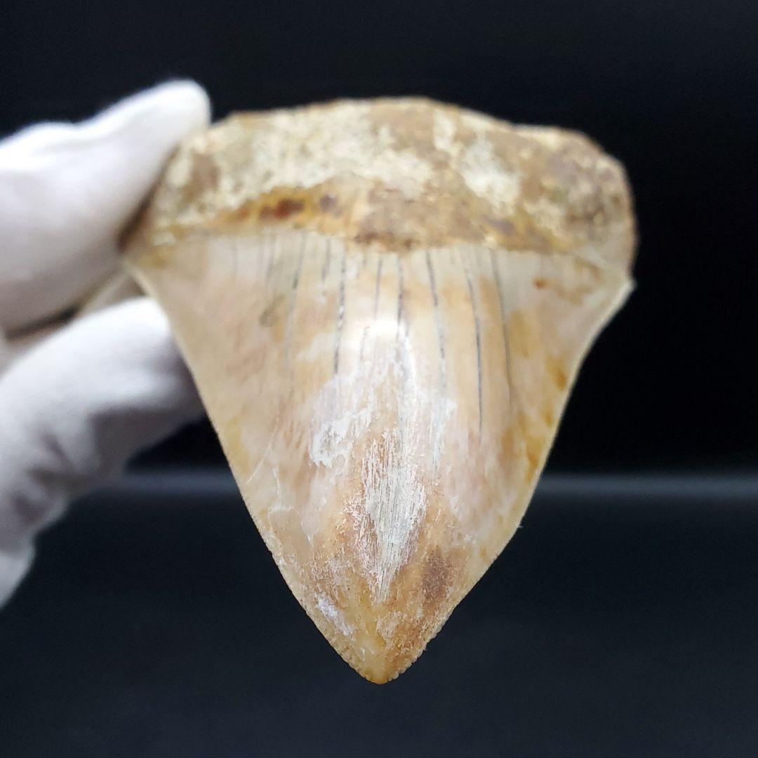 極上 メガロドン 歯 化石 本物 インドネシア 110.31mm mg18