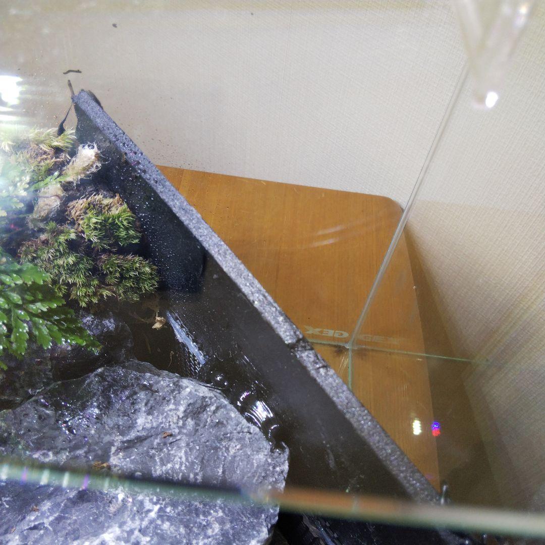 【完成品】滝のあるアクアテラリウム　イモリウム　苔テラリウム　アクアテラリウム