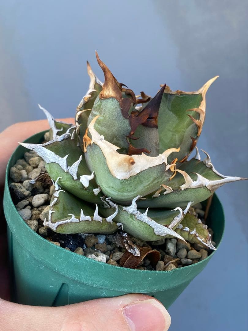 アガベ オテロイ 実生 74