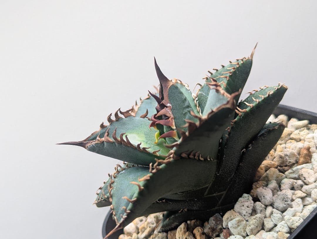 1株限定 オテロイ 現地球のOC子株 2、3又連棘系 発根活着済