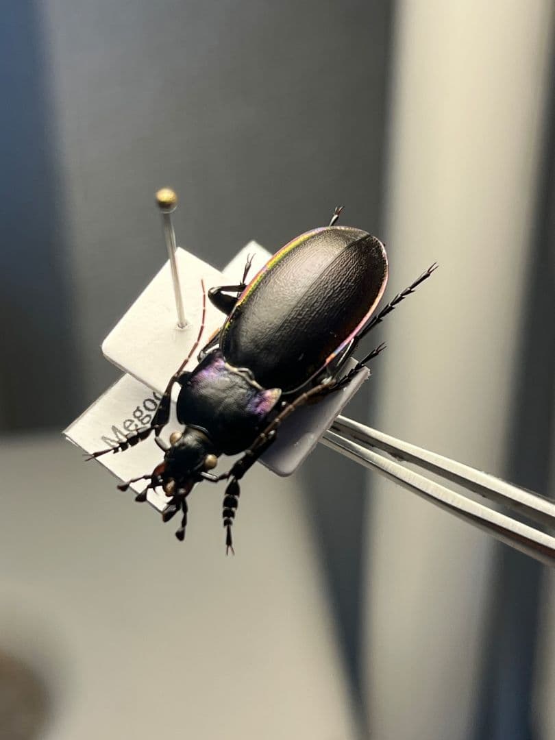 【27mm】ゲルマリーキンオサムシ Megodontus germari標本