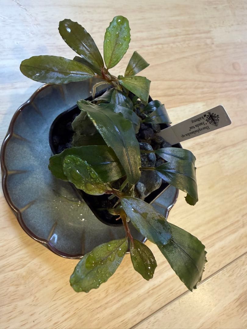 ブセファランドラお得セット D